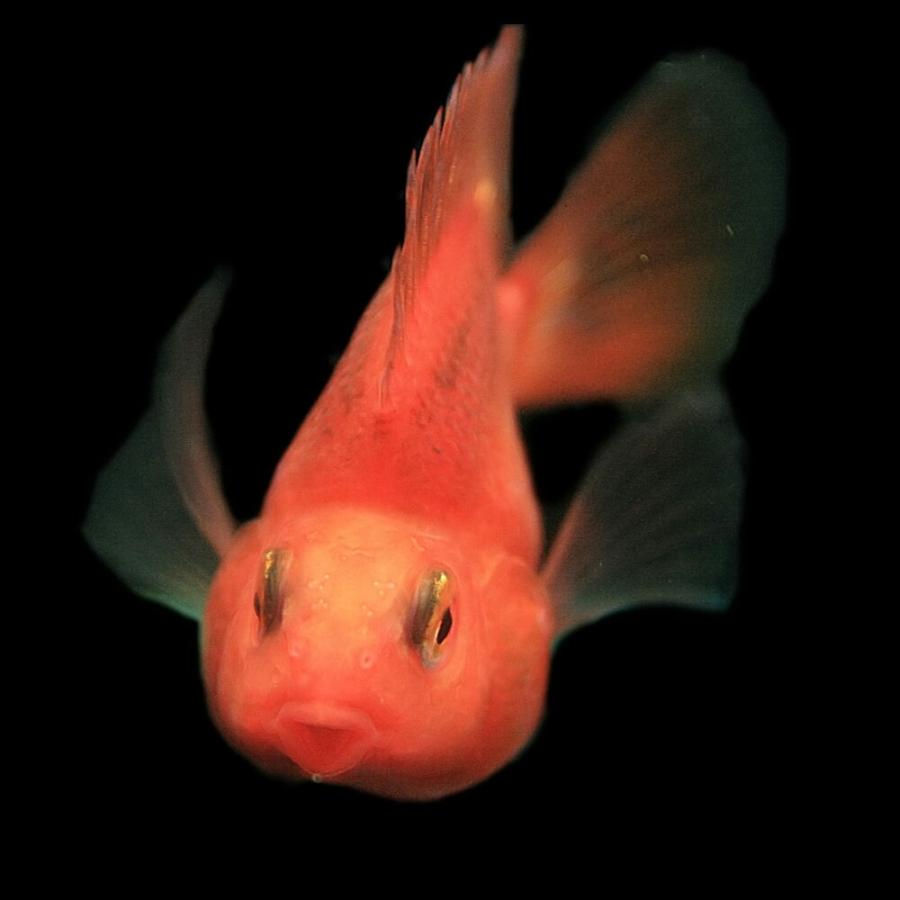 熱帯魚 パープルパロットファイヤー 約6cm 1匹 A3 1570 熱帯魚通販のネオス 通販 Yahoo ショッピング