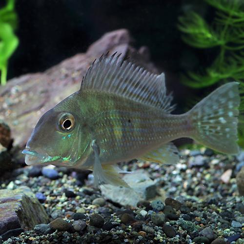 熱帯魚)レッドジュルパリ ゲオファーガス スリナメンシス 約9cm 1匹