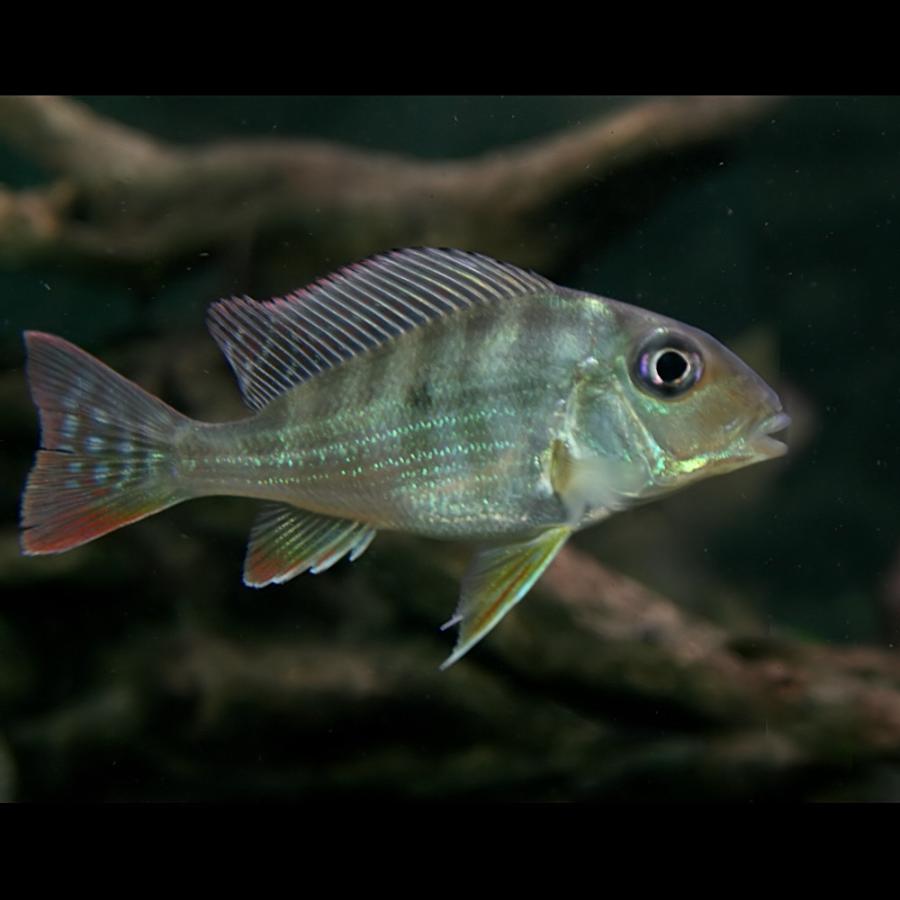 熱帯魚)レッドジュルパリ ゲオファーガス スリナメンシス 約9cm 1匹