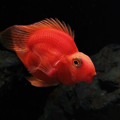 熱帯魚 ハートパープルパロットファイヤー 約6cm 1匹 A3 2401 5 熱帯魚通販のネオス 通販 Yahoo ショッピング