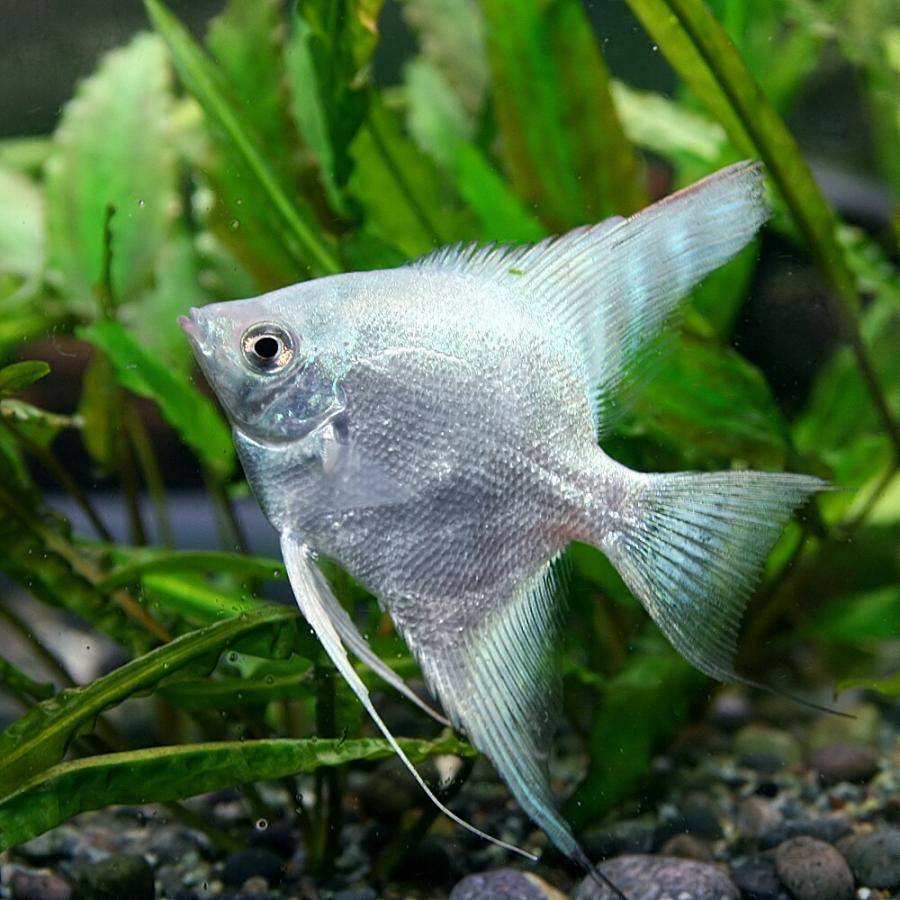 ビッグ割引 観賞魚生体 熱帯魚 メタリックブルーエンゼルフィッシュ 約5cm 1匹 Pappira Com