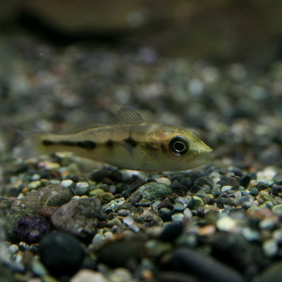 熱帯魚)キクラ オリノセンシス ブリード個体 約10cm 1匹 10/12 入荷魚 