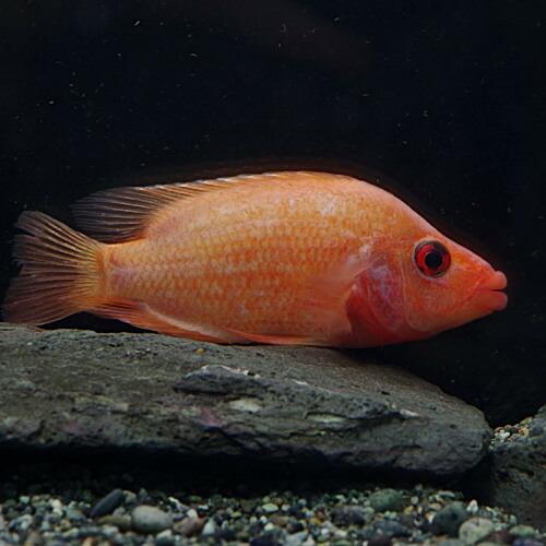 熱帯魚)フラミンゴシクリッド 約10cm 1匹 : 熱帯魚通販のネオス - 通販