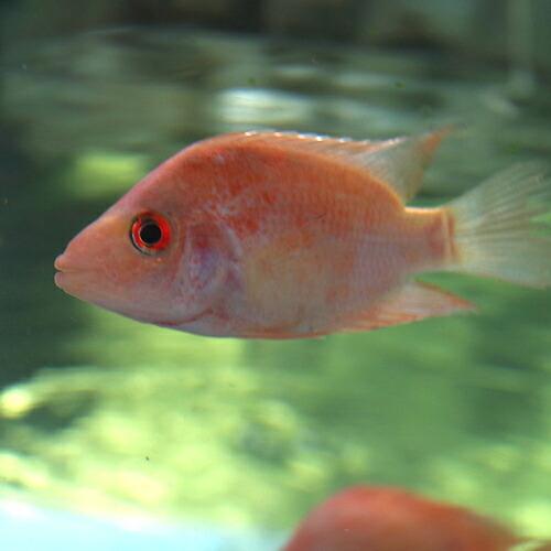 熱帯魚)フラミンゴシクリッド 約10cm 1匹 : 熱帯魚通販のネオス - 通販