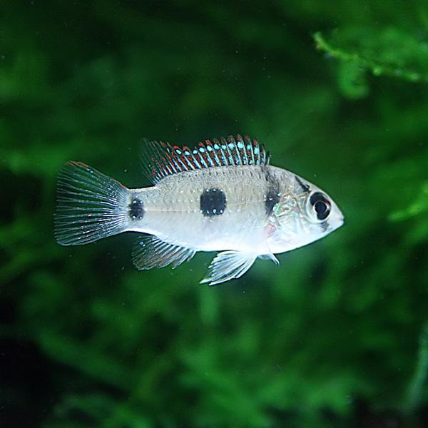 (熱帯魚)アノマロクロミス　トーマシー　約2-3cm　2匹｜fish-y｜02