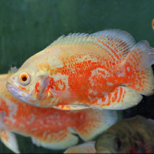 熱帯魚)アルビノルビーレッドオスカー 約8cm 1匹 : 熱帯魚通販の
