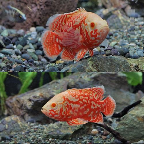 熱帯魚)アルビノルビーレッドオスカー ブラッドレッド 約8cm 1匹
