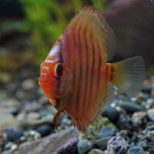 熱帯魚)レッドロイヤルブルーディスカス タイ産 約3-5cm 1匹