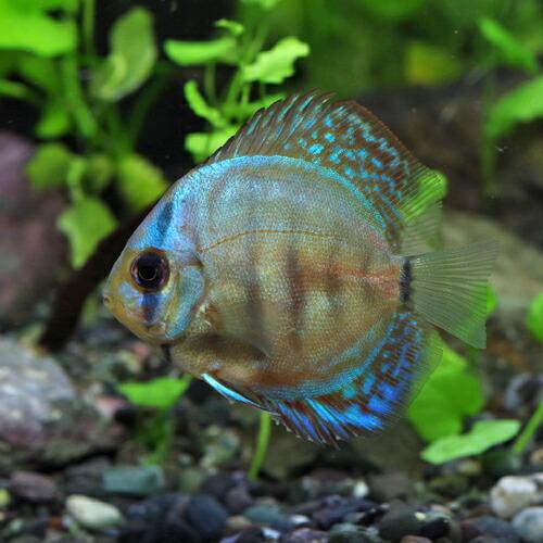 熱帯魚 マリンブルーディスカス タイ産 約３ ５cm 1匹 1010 熱帯魚通販のネオス 通販 Yahoo ショッピング