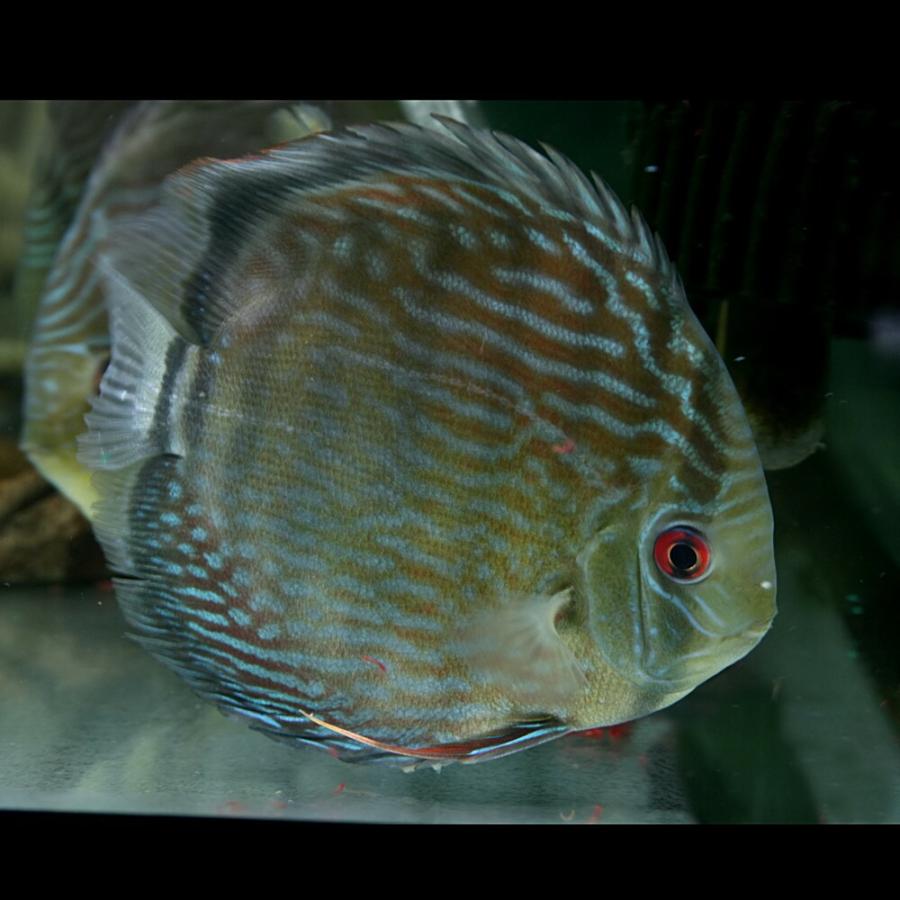 送料無料 熱帯魚 ヘッケルディスカス ワイルド マリマリ産 約12cm 1匹 15 熱帯魚通販のネオス 通販 Yahoo ショッピング 保障できる Web Escgroup Com
