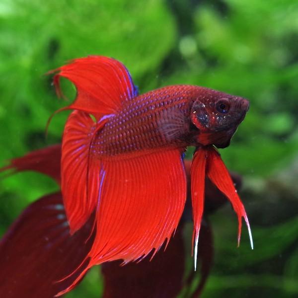 熱帯魚 ベタ トラディショナル オス 赤系 約5cm 1匹 A5 1010 熱帯魚通販のネオス 通販 Yahoo ショッピング