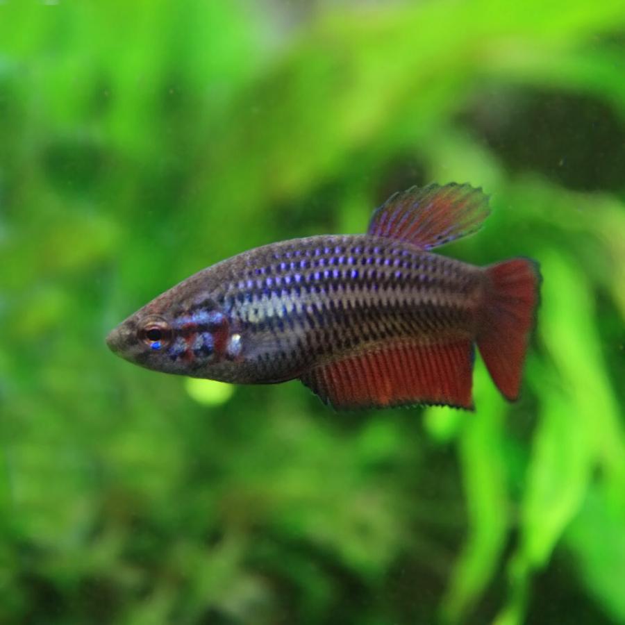 熱帯魚 ベタ ベタ トラディショナル メス 色おまかせ 約2 3cm 3匹 A5 1040 熱帯魚通販のネオス 通販 Yahoo ショッピング