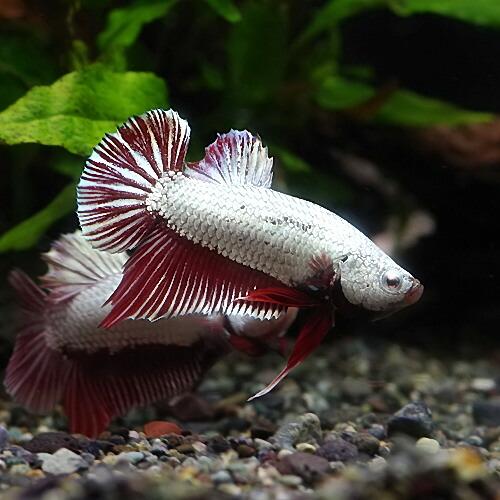 熱帯魚 ベタ レッド ドラゴン オス 1匹 Northeasternsecurity Com