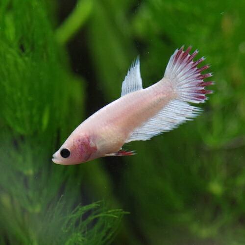 熱帯魚 ベタ クラウンテール メス 色おまかせ 約2 3cm 1匹 A5 1110 熱帯魚通販のネオス 通販 Yahoo ショッピング