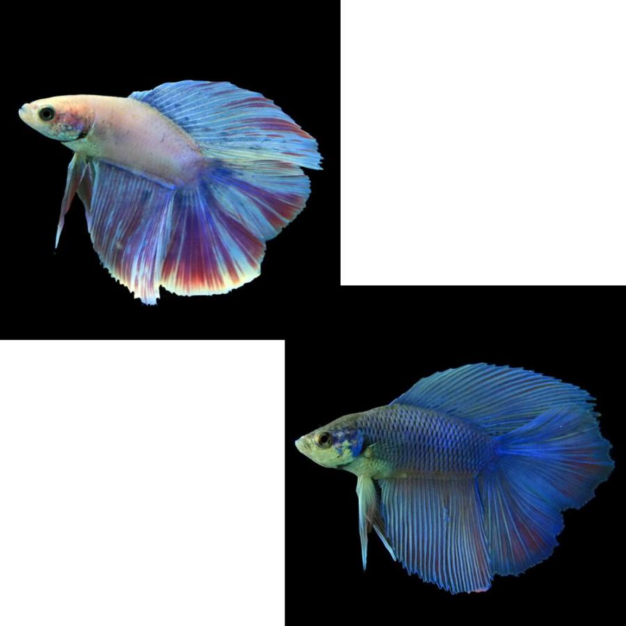 熱帯魚 ベタ ダブルテール オス 色おまかせ 約4 5cm 初売り 1匹