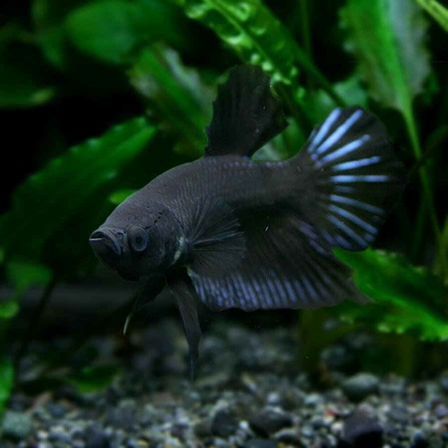 熱帯魚 ベタ プラガット スーパーブラック オス 約3cm 1匹 A5 12 熱帯魚通販のネオス 通販 Yahoo ショッピング