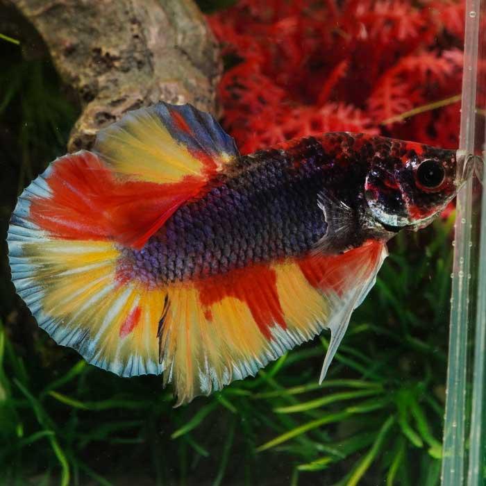 オスフロ(レッド)  熱帯魚 値下げしました！ 続々入荷♪ - 熱帯魚のmishima