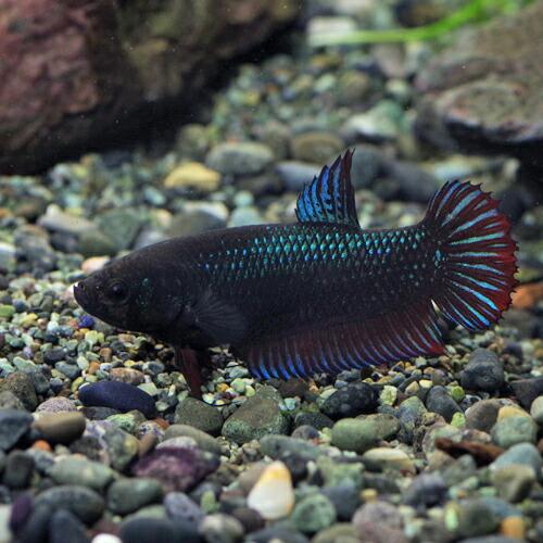 熱帯魚)ベタ プラガットジャンボ メス 約5-6cm 1匹 : 熱帯魚通販の 