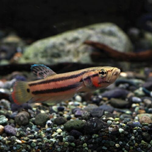 熱帯魚)ベタ マクロストマ 約6cm 1ペア : 熱帯魚通販のネオス - 通販
