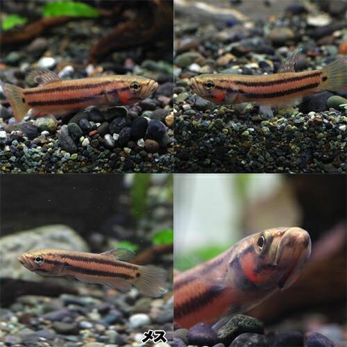 (熱帯魚)ワイルドベタ　マクロストマ【マルディ産】　約6-8cm　1ペア 熱帯魚 マルディ産