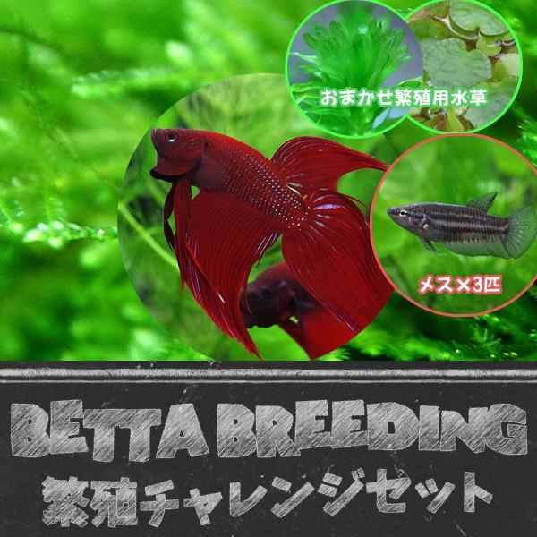 熱帯魚 ベタ繁殖チャレンジセット トラディショナルベタ 1 3 ベタ繁殖用