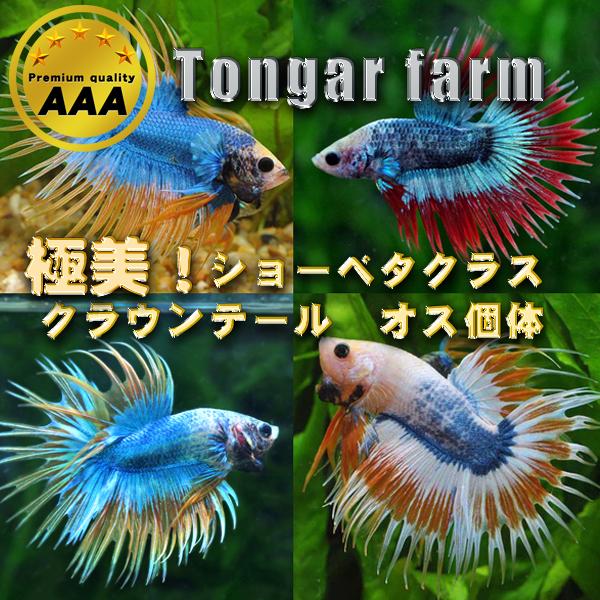 熱帯魚 期間限定特価 美個体多数入荷 タイ最高峰ファームtongarfarm産 ベタ クラウンテール おまかせ個体 1匹 商店