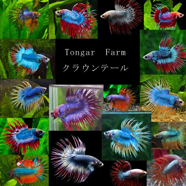 熱帯魚 期間限定特価 美個体多数入荷 タイ最高峰ファームtongarfarm産 ベタ クラウンテール おまかせ個体 1匹 A5 1 熱帯魚通販のネオス 通販 Yahoo ショッピング