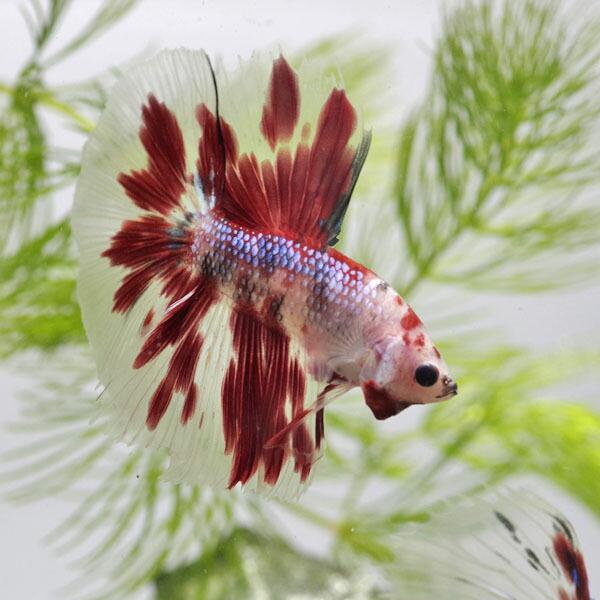 熱帯魚)ベタ コイカラー ハーフムーン 色おまかせ オス ♂ (1 熱帯魚)ベタ コイカラー ハーフムーン 色おまかせ オス ♂ (1