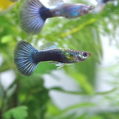 熱帯魚 ネオンタキシードグッピー 外国産 3ペア 直営ストア 再入荷 約3cm