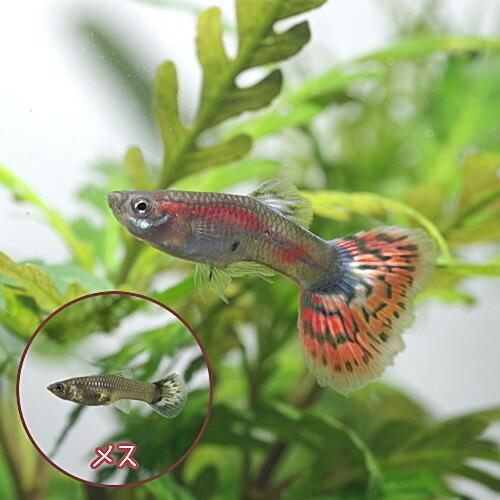 熱帯魚 モザイクグッピー 外国産 約3cm 3ペア A6 1180 熱帯魚通販のネオス 通販 Yahoo ショッピング
