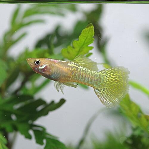 熱帯魚 ゴールデンコブラグッピー 外国産 約3cm 3ペア Phloeme Eco