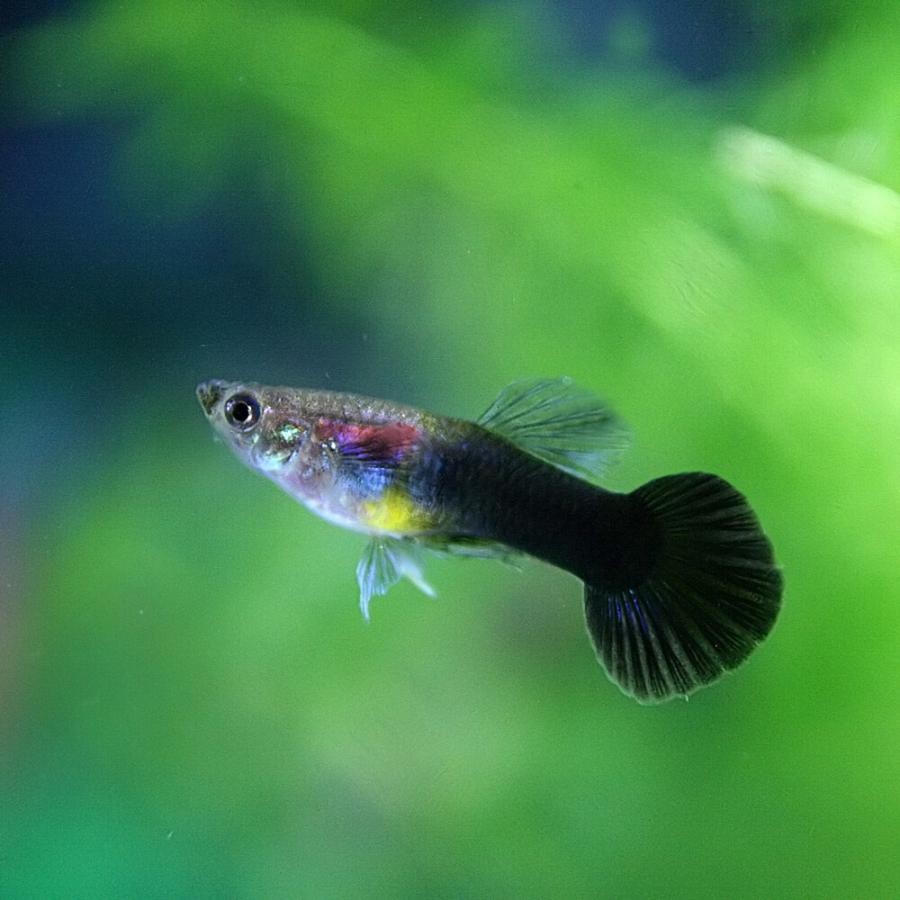 熱帯魚 ブラックタキシードグッピー 外国産 約3cm 3ペア A6 10 熱帯魚通販のネオス 通販 Yahoo ショッピング