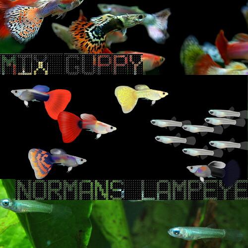熱帯魚 オススメ ミックスグッピー 外国産 約3ｃｍ 5ペア アフリカンランプアイ 約