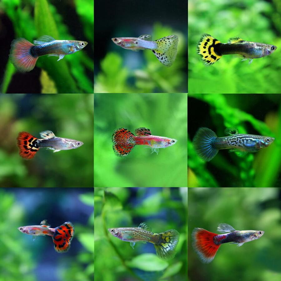 熱帯魚 オススメ ミックスグッピー 外国産 約3cm 10ペア A6 1241 熱帯魚通販のネオス 通販 Yahoo ショッピング