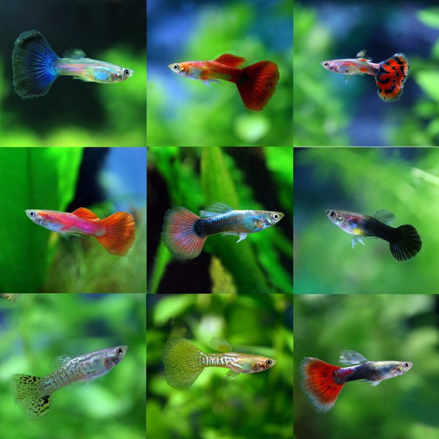 熱帯魚 オススメ ミックスグッピー 外国産 約3cm 10ペア A6 1241 熱帯魚通販のネオス 通販 Yahoo ショッピング