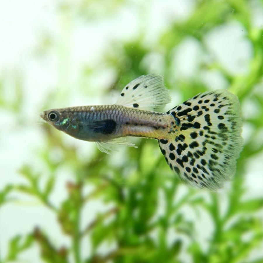 熱販売 熱帯魚 ラズリーブルーグラスグッピー 国産グッピー １ペア 北海道航空便要保温 Shipsctc Org