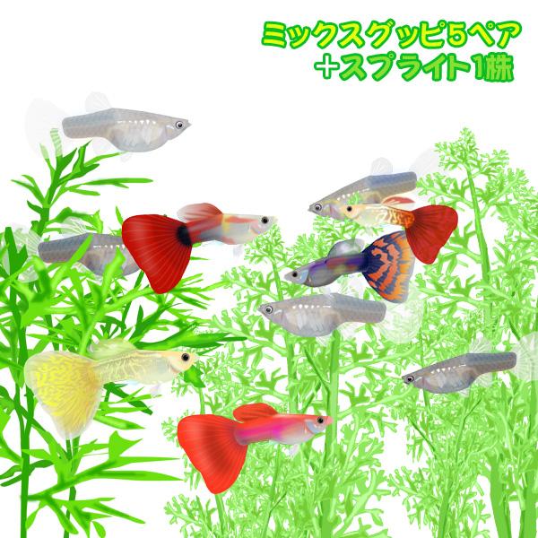 お得な情報満載 観賞魚生体 熱帯魚 ミックスグッピー 外国産 5ペア スプライト系水草 1株 Www Threeriversofs Com