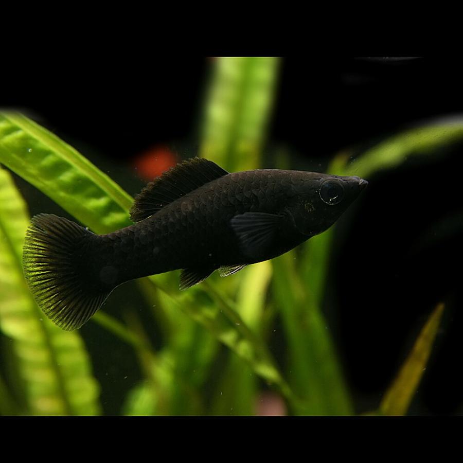 熱帯魚)ブラックモーリー 約3-4cm 6匹 :a7-1130:熱帯魚通販のネオス - 通販 - Yahoo!ショッピング 熱帯魚)ブラックモーリー 約3-4cm 6匹 :a7-1130:熱帯魚通販のネオス - 通販 - Yahoo!ショッピング