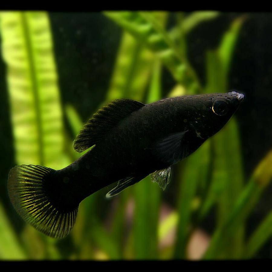 熱帯魚)ブラックモーリー 約3-4cm 6匹 :a7-1130:熱帯魚通販のネオス - 通販 - Yahoo!ショッピング 熱帯魚)ブラックモーリー 約3-4cm 6匹 :a7-1130:熱帯魚通販のネオス - 通販 - Yahoo!ショッピング