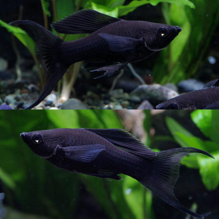 (熱帯魚)ブラックライヤーモーリー 約3-4cm 6匹|fish-y|03