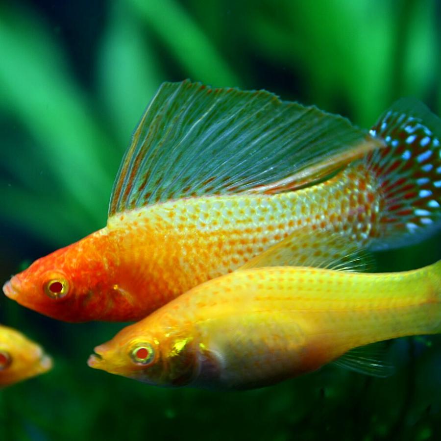 (熱帯魚)ゴールデンセルフィンモーリー　約5cm　1ペア｜fish-y｜02