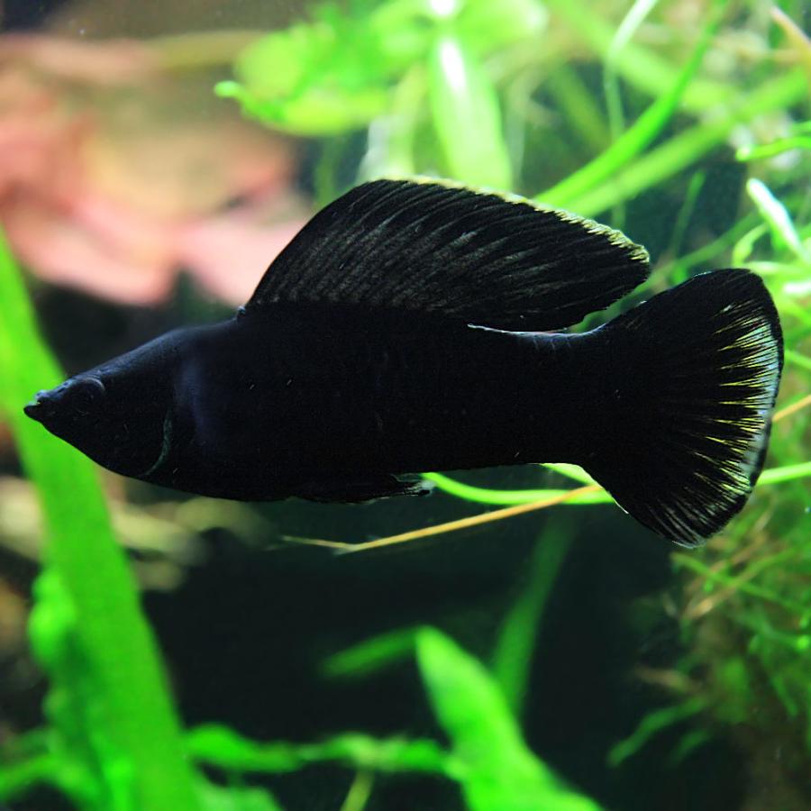 熱帯魚 ブラックセルフィンモーリー 約5cm 1ペア 10 熱帯魚通販のネオス 通販 Yahoo ショッピング