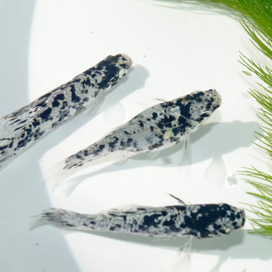 マーブルセルフィンモーリー 驚きの安さ 約5 6ｃｍ 1ペア