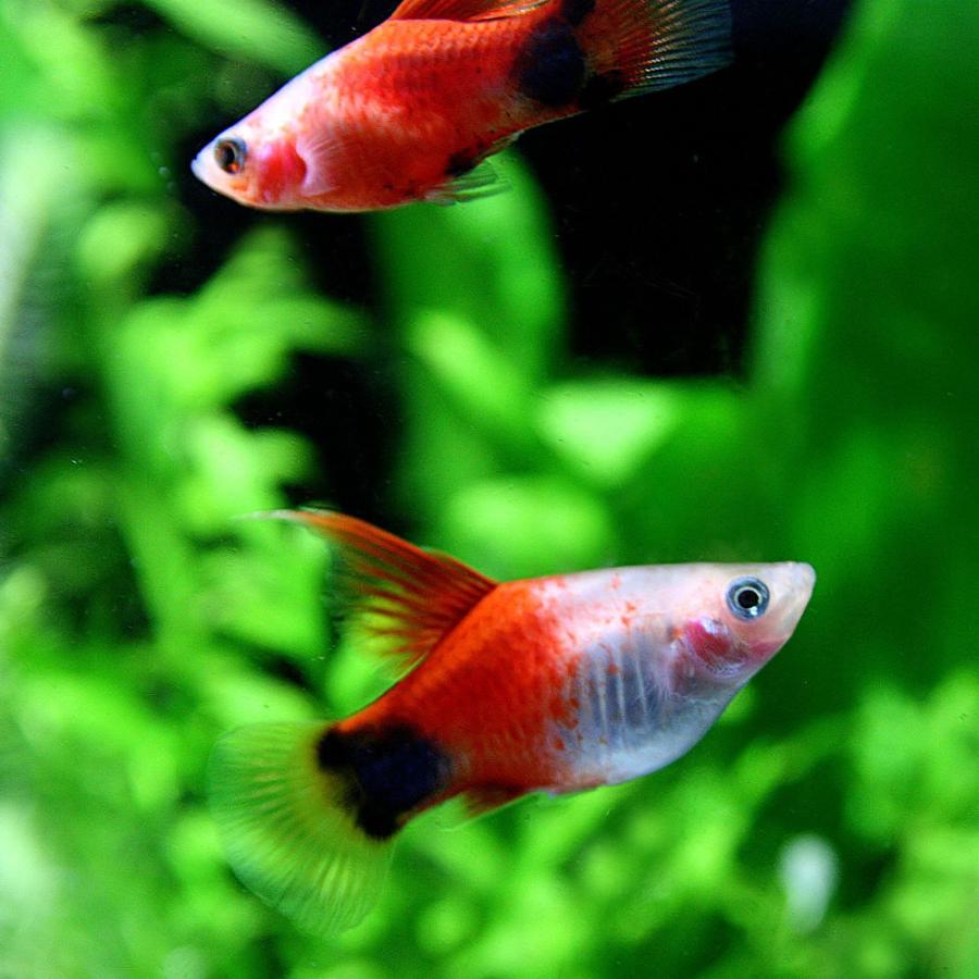 熱帯魚 ハイフィン レッドバック ミッキーマウスプラティ 約3ｃｍ 3匹 10 熱帯魚通販のネオス 通販 Yahoo ショッピング