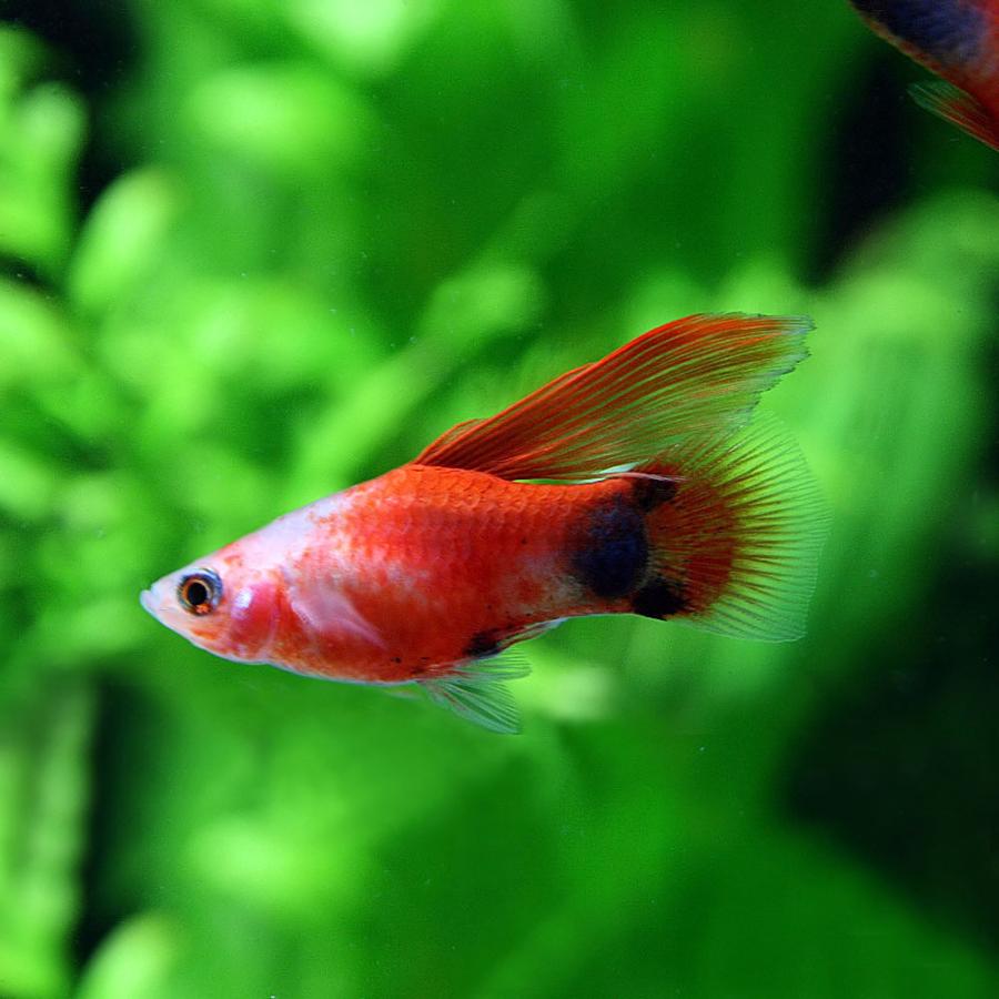 熱帯魚 ハイフィンレッドバック ミッキーマウスプラティ 5匹 約2 3ｃｍ 1年保証