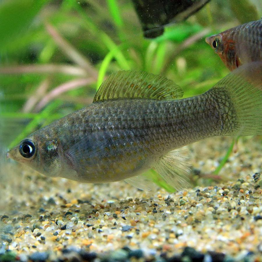 熱帯魚 グリーンセルフィンモーリー 約5ｃｍ 1ペア 13 熱帯魚通販のネオス 通販 Yahoo ショッピング