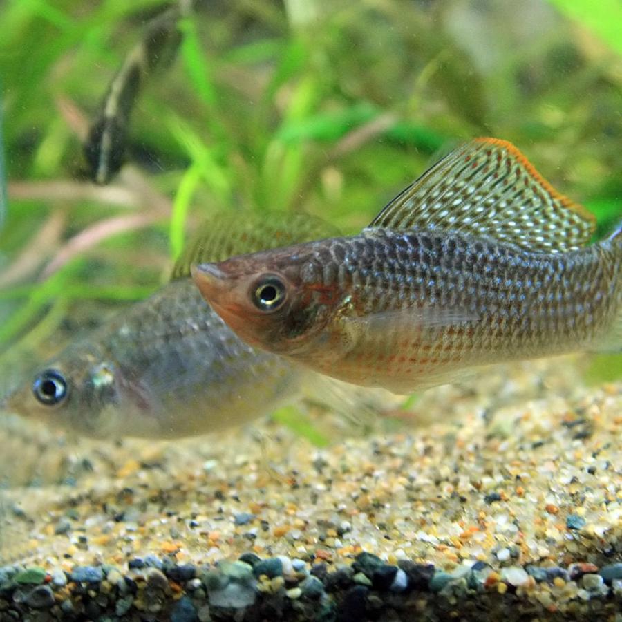 熱帯魚 グリーンセルフィンモーリー 約5ｃｍ 1ペア 13 熱帯魚通販のネオス 通販 Yahoo ショッピング