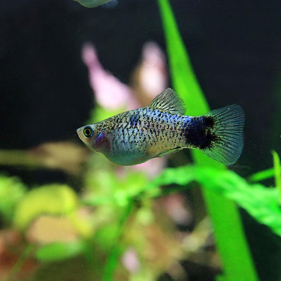 熱帯魚 ブルーサラサプラティ 約3cm 商品 6匹