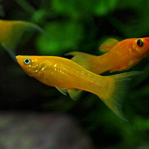 熱帯魚 オレンジライヤーモーリー 8匹 約4cm 超歓迎 約4cm