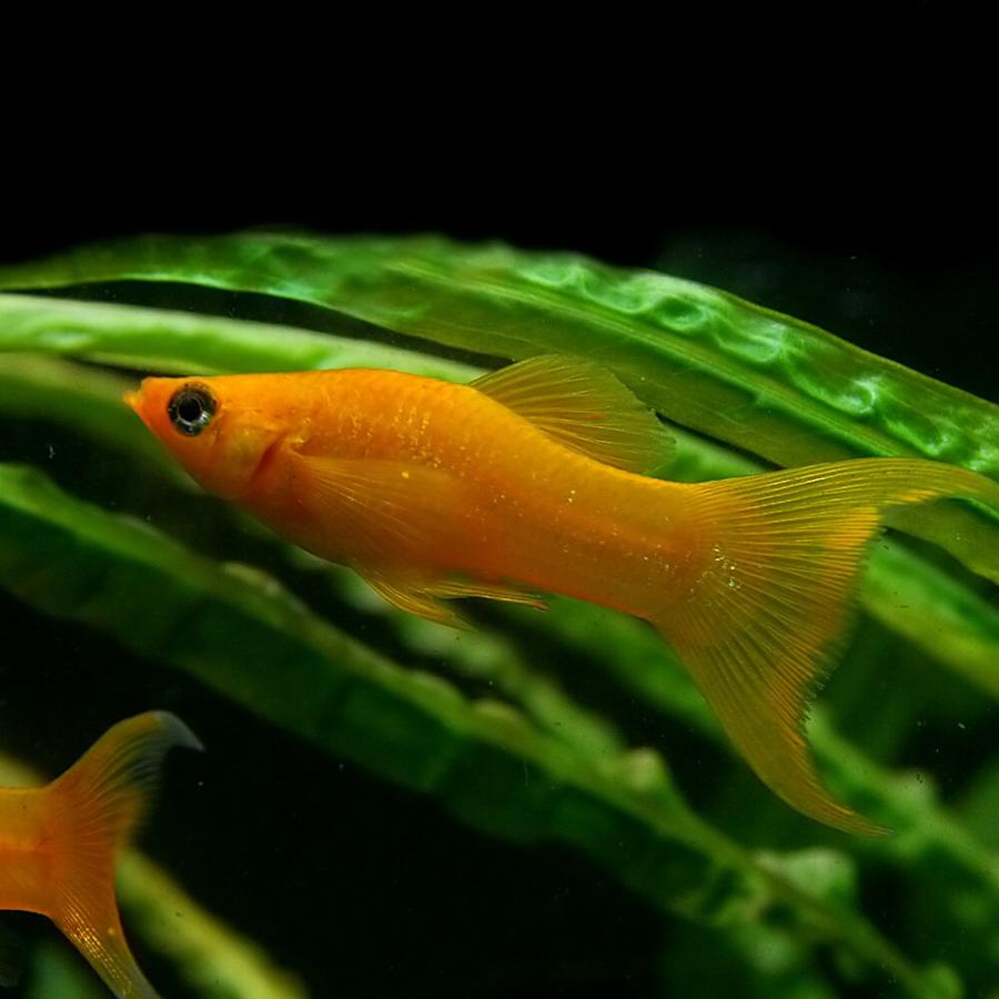 熱帯魚 オレンジライヤーモーリー 約4cm 12匹 2v2 熱帯魚通販のネオス 通販 Yahoo ショッピング